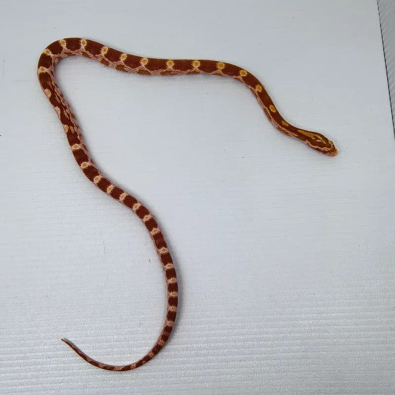 Albino/Amelanistic Het Diffused