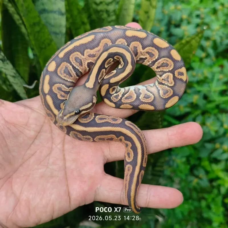 Black Pastel Hypo Het Puzzle