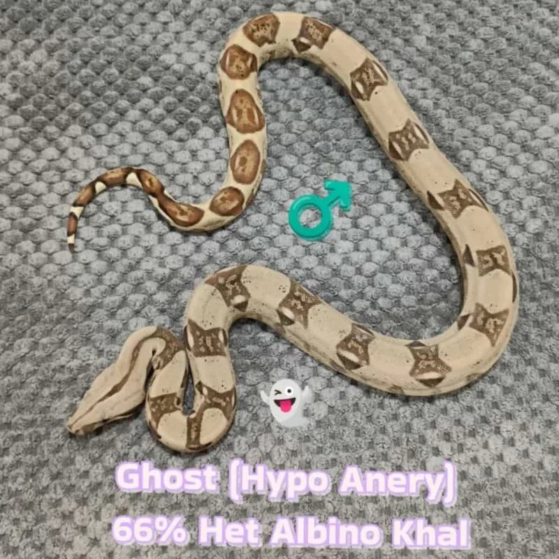 Hypo Anerythristic (Type 1) Het Albino (Kahl)