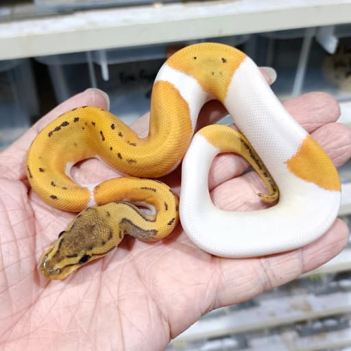 Leopard Pinstripe (possible OD) DG Pied