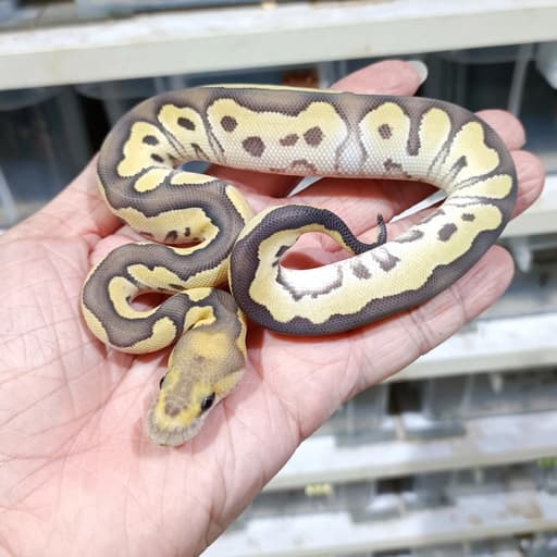 Mojave DG Clown 50% het Hypo