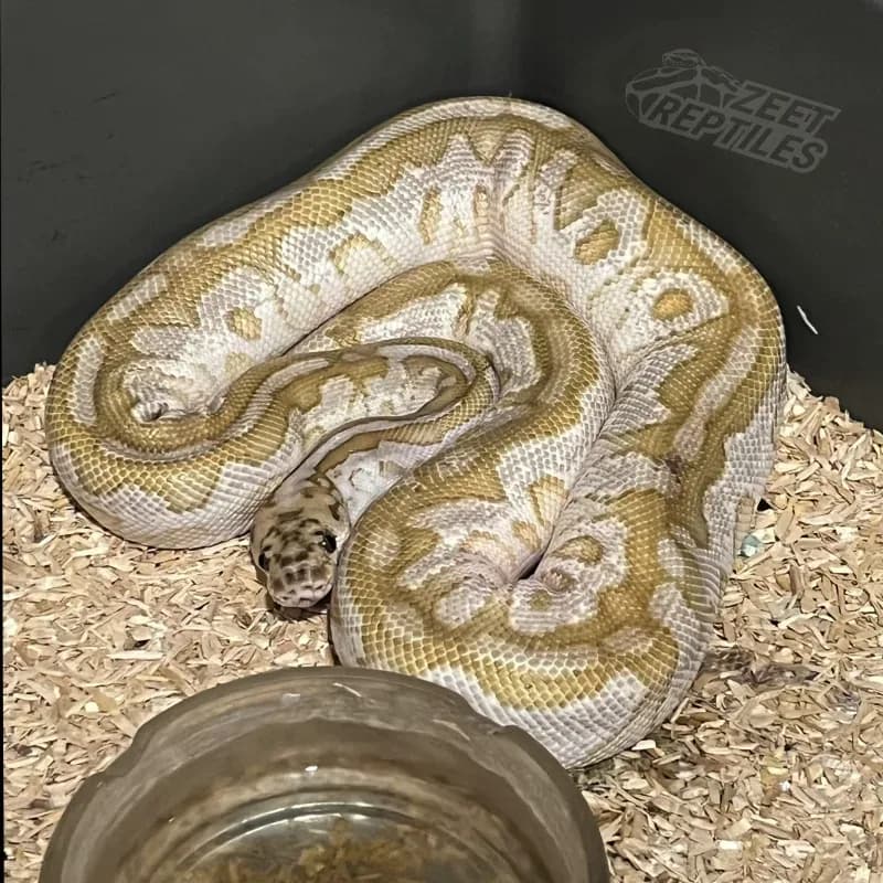 Spotnose Lesser Clown