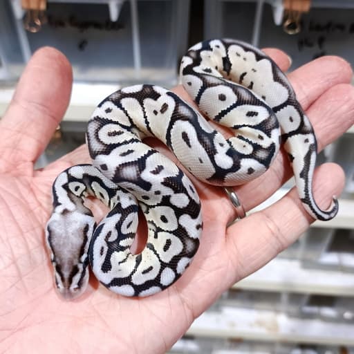 Super Pastel Vpi Axanthic het DG
