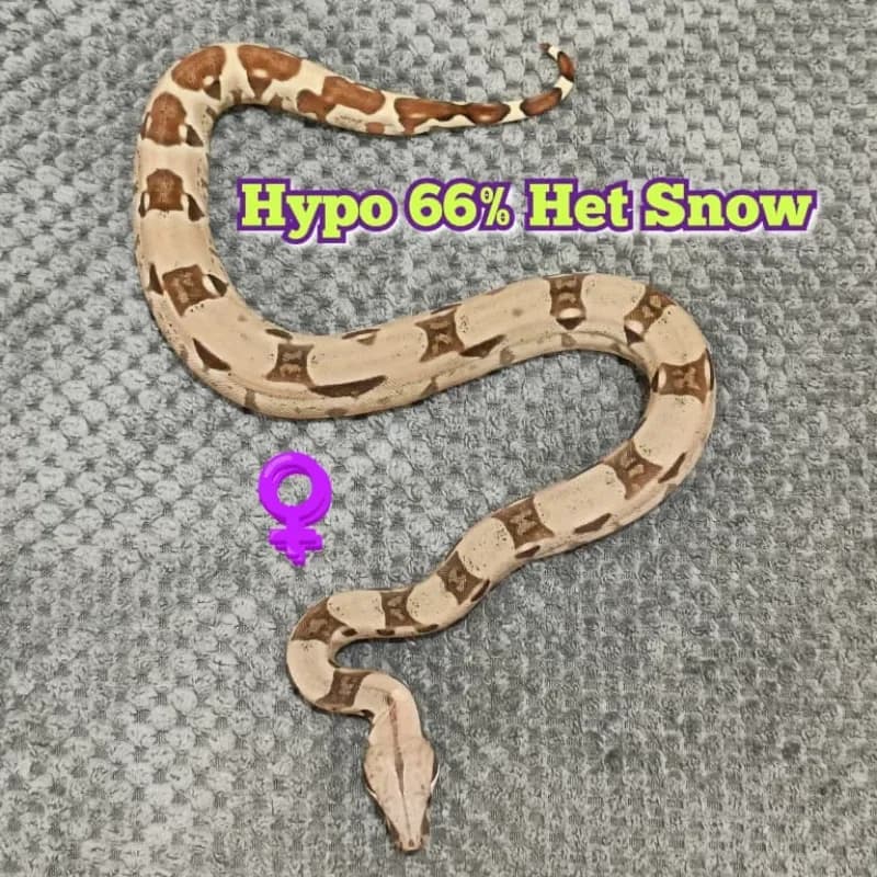 BOA Hypo Het 66% Snow