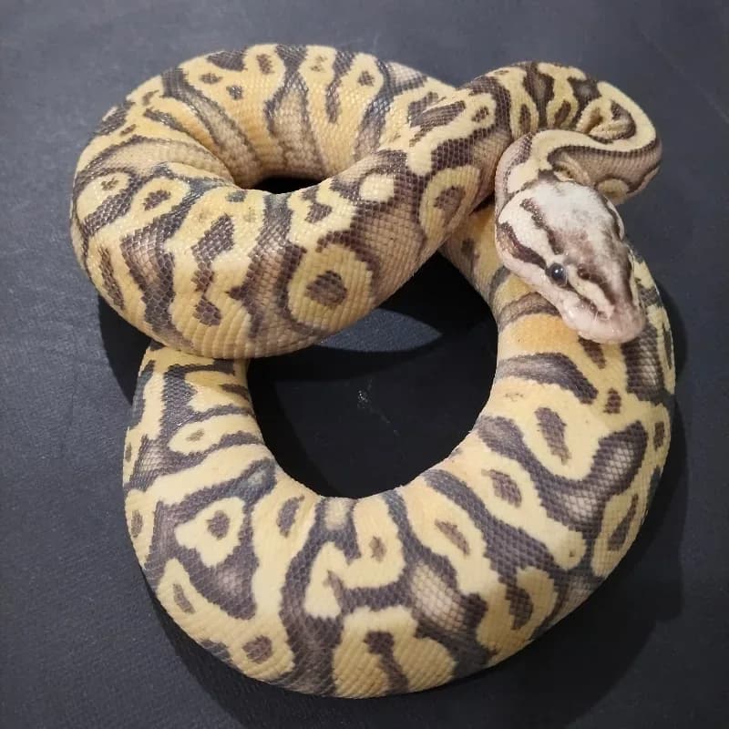 Superfly Spotnose het axanthic