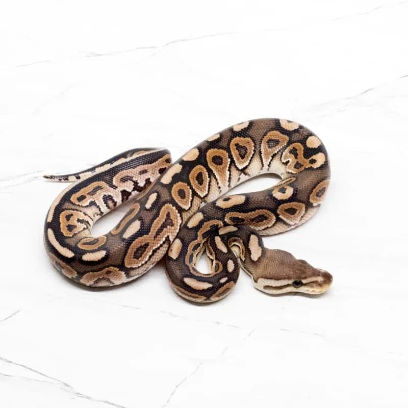 Cinnamon Yellowbelly Het Clown Het Hypo