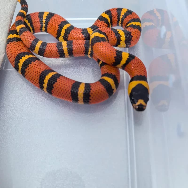 Tangerine 66% Het Albino 66% Het Hypo