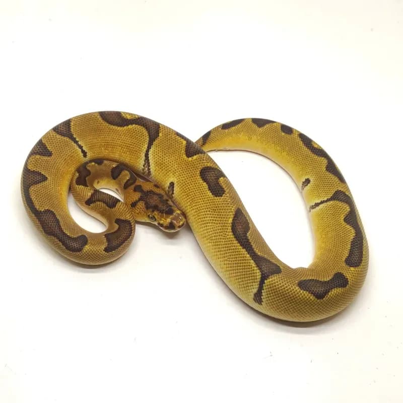 Enchi Clown Het Lavender Albino
