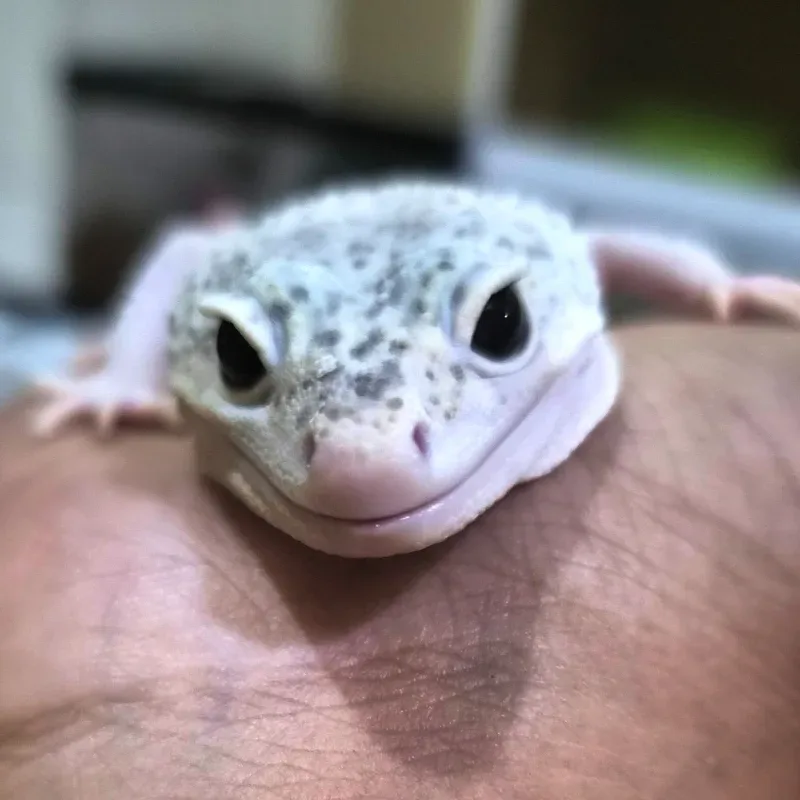 Gecko Ms Eclipse H. DB
