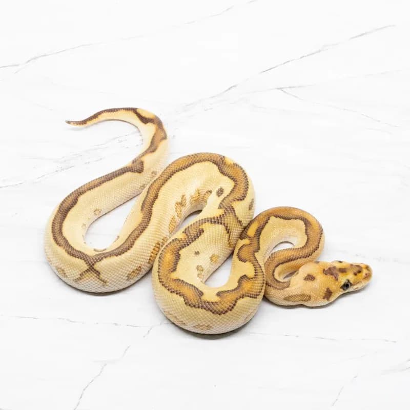Red Stripe Lesser Leopard Clown