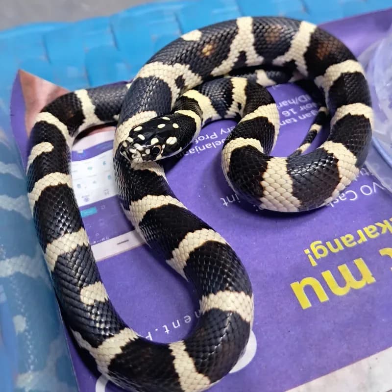 Nelcalcorn