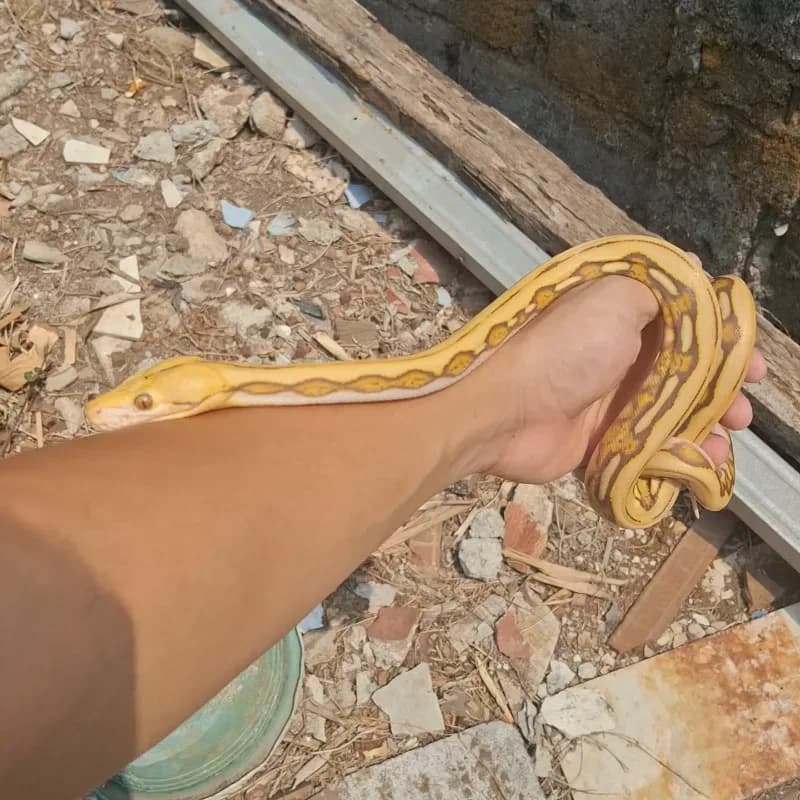 caramel