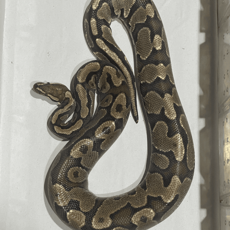 Red Stripe Yellowbelly Het Lavender Albino Pos Het Pied