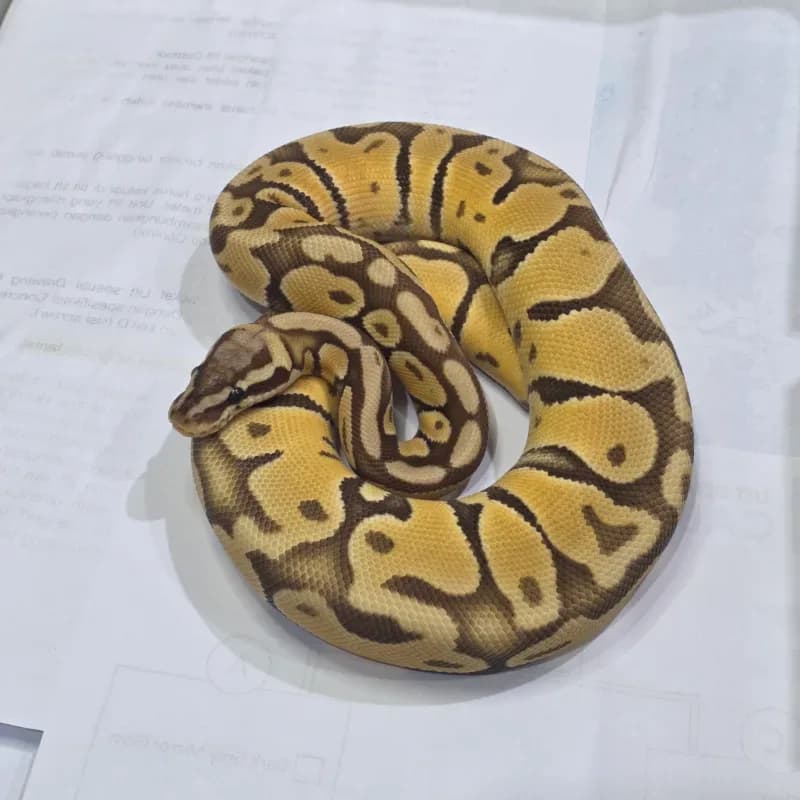 Pastel Monarch