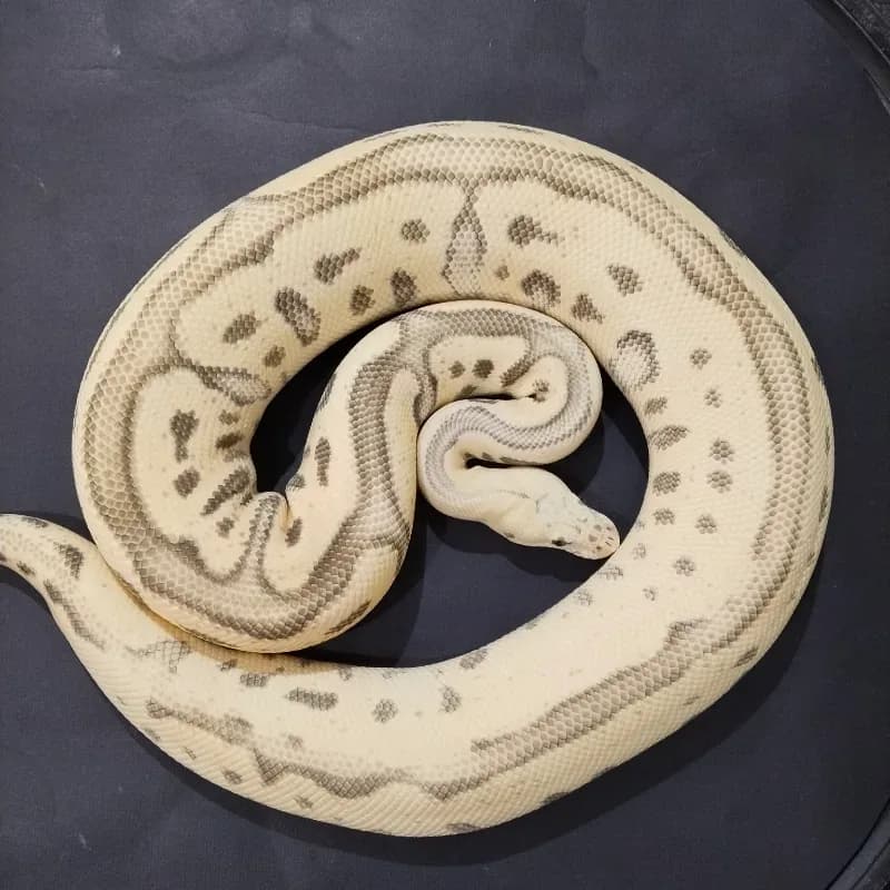 Pastel Leopard Red Stripe Desert Ghost Clown 50% Het Genetic Stripe
