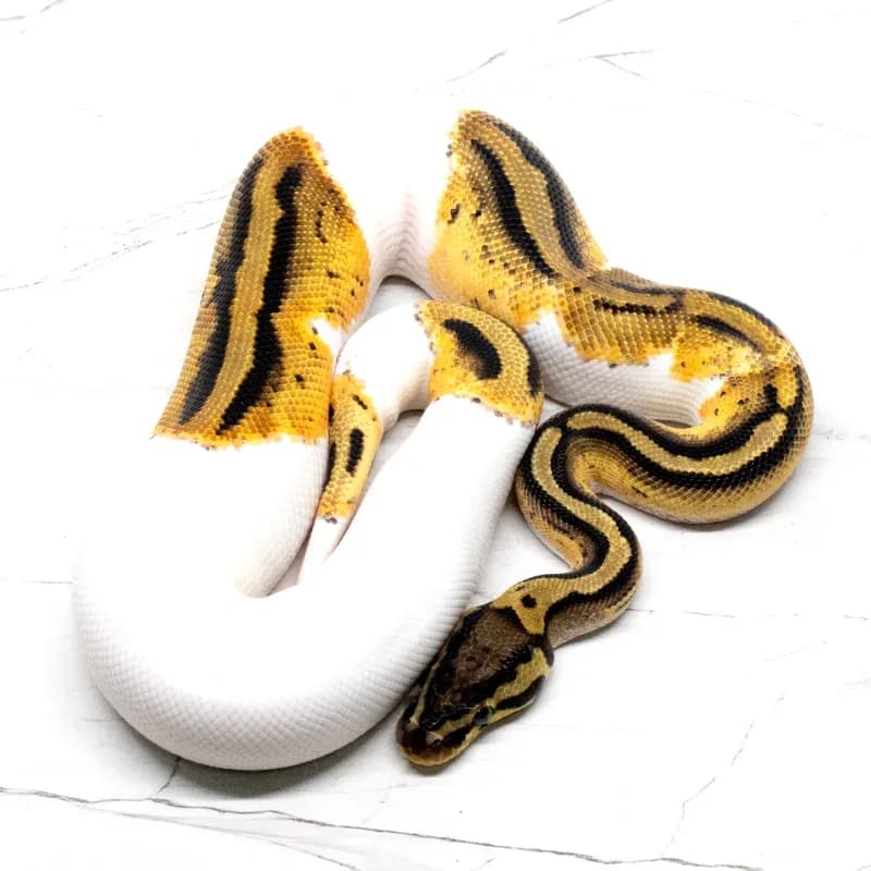 Yellowbelly Pastel Pied Het Clown