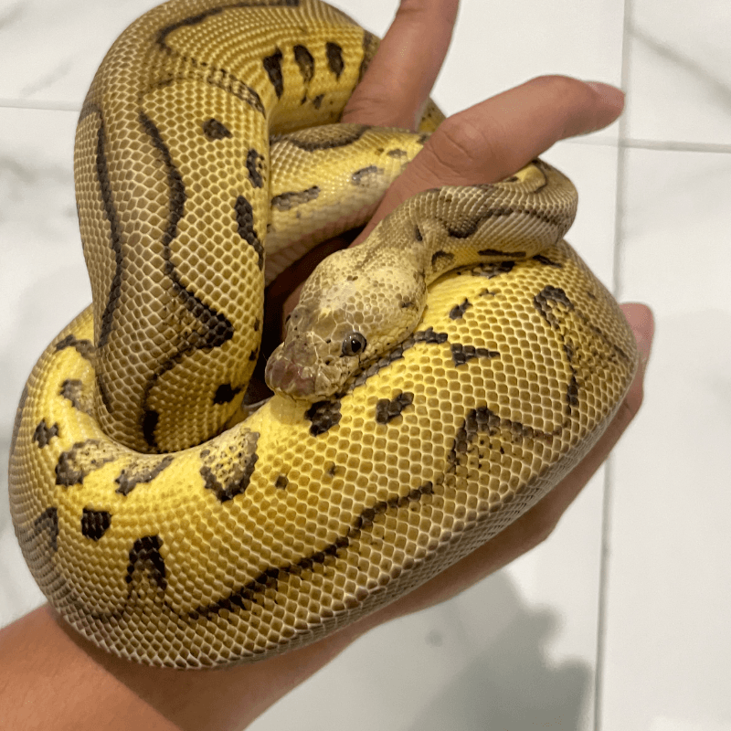 Pastel Fire Clown