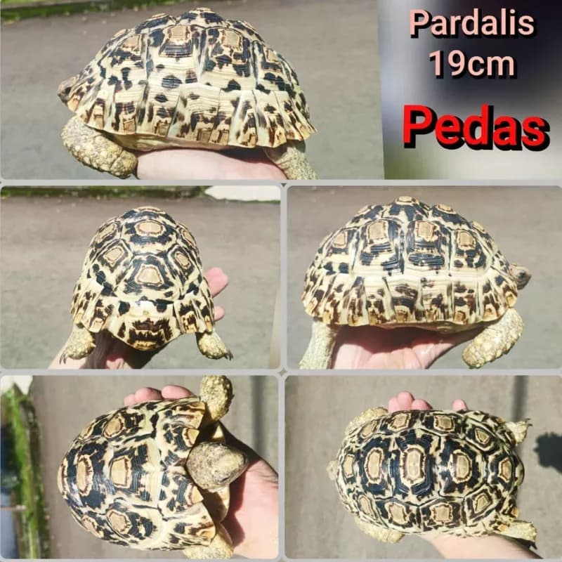 Leopard Pardalis Snow