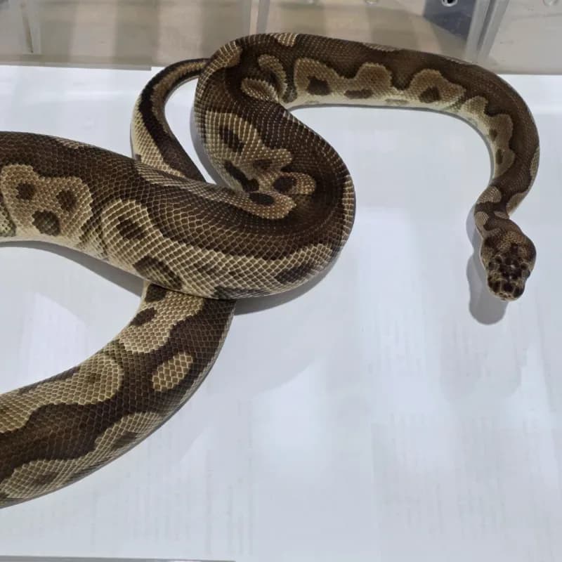 Clown Het Lavender Albino Het Pied