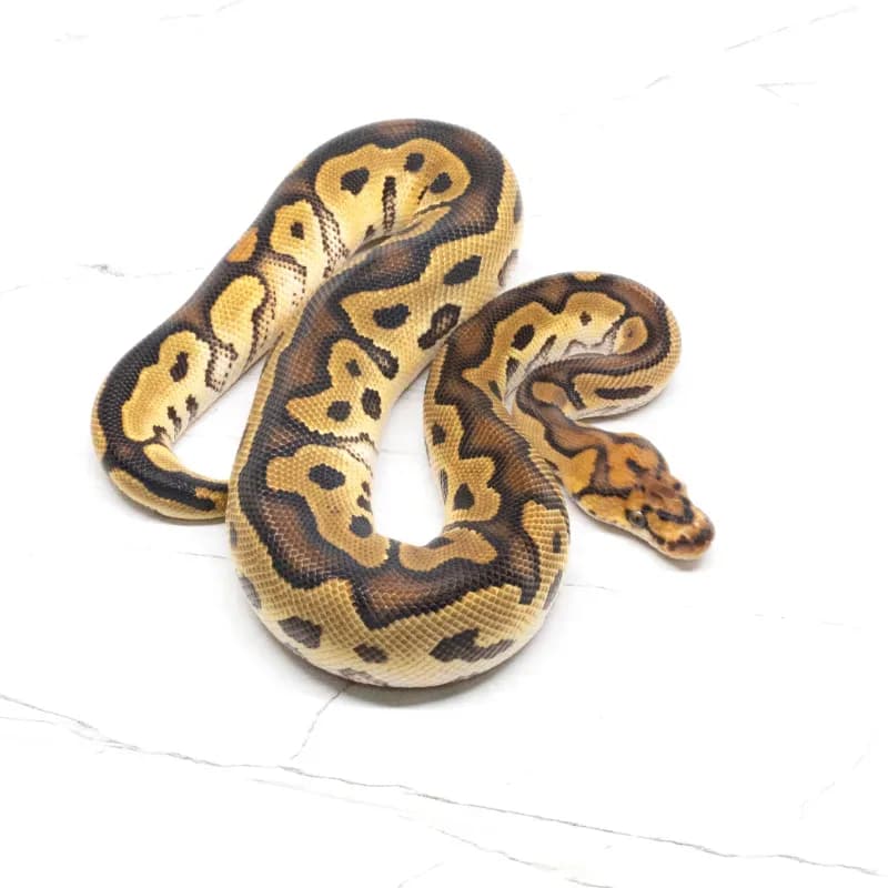Orange Dream Yellowbelly Clown 66% Het Pied