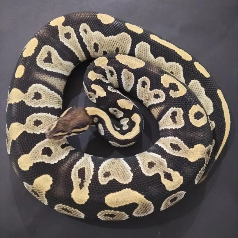 Black Head (Spotnose) Desert Ghost