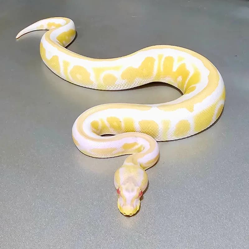 Enchi Cinnamon Albino Het Pied