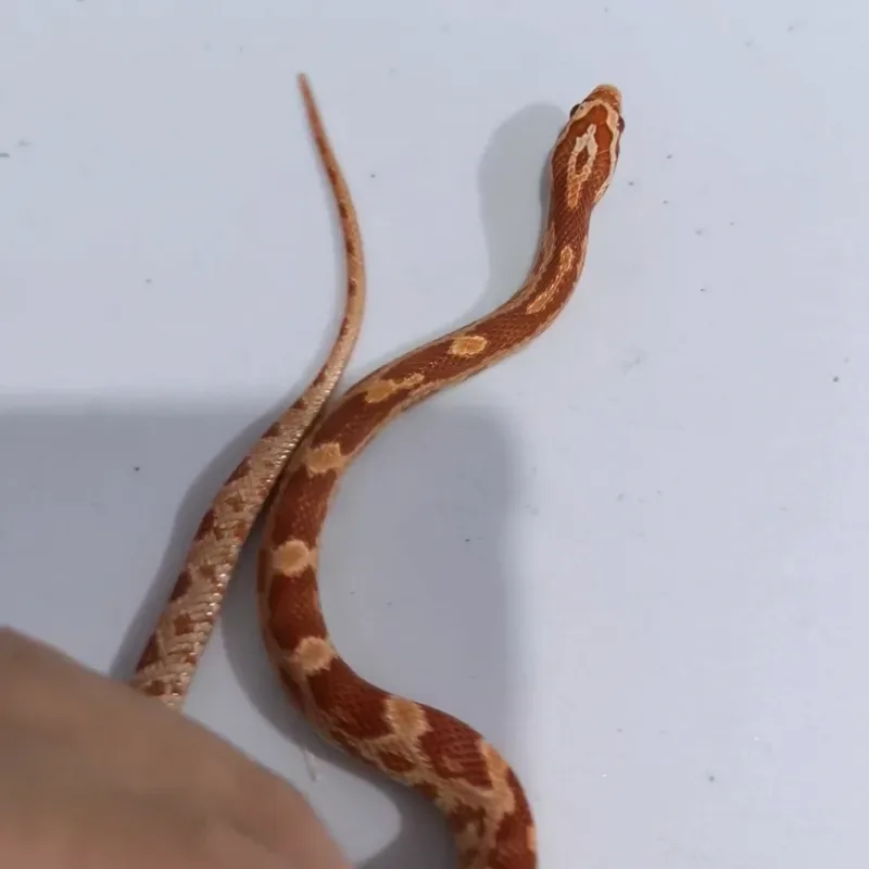 Albino/Amelanistic Het Diffused