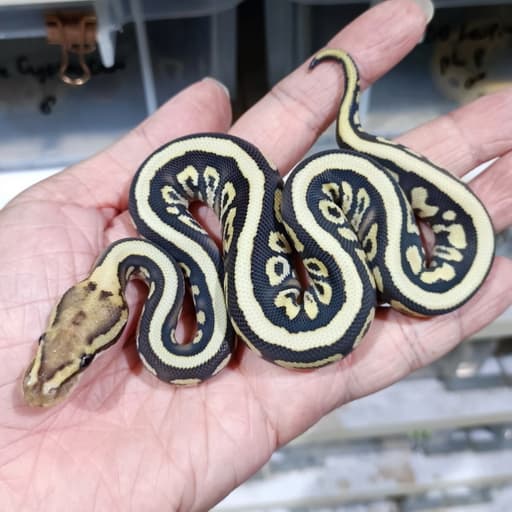 Ghi Spotnose DG het Clown 50% het Hypo