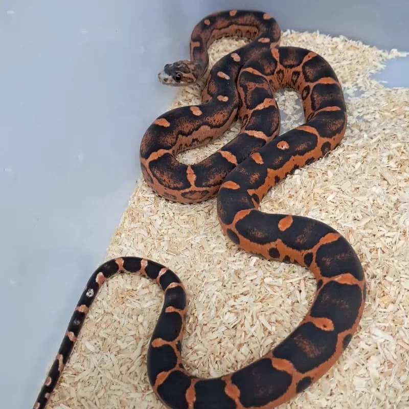 Scaleless Pos Het Albino/Amelanistic Pos Het Anerythristic