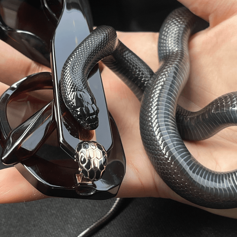 Mexican Black Kingsnake