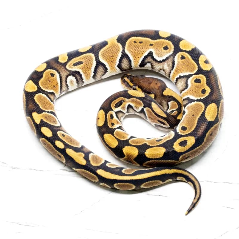 Special Het Pied Het Hypo