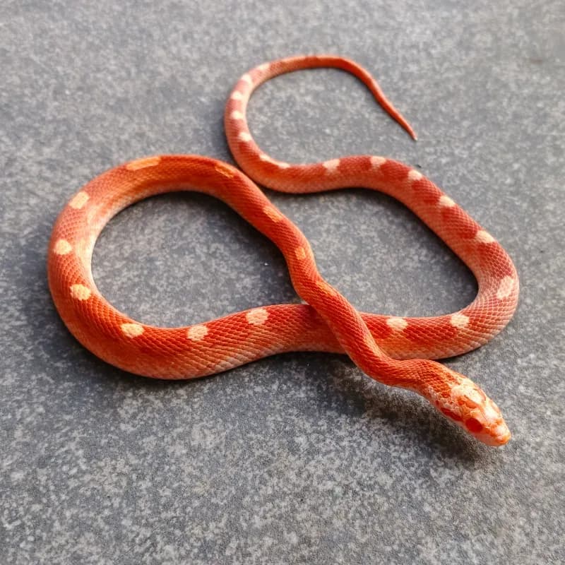 Albino/Amelanistic Diffused Motley