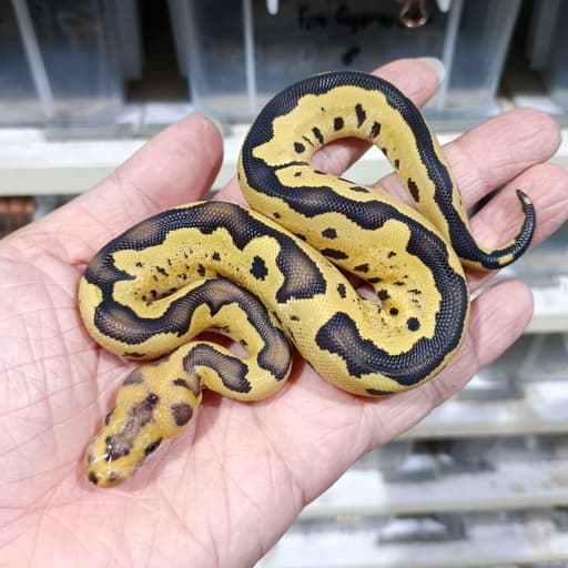 DG Clown (Spotnose?) 50% het Hypo