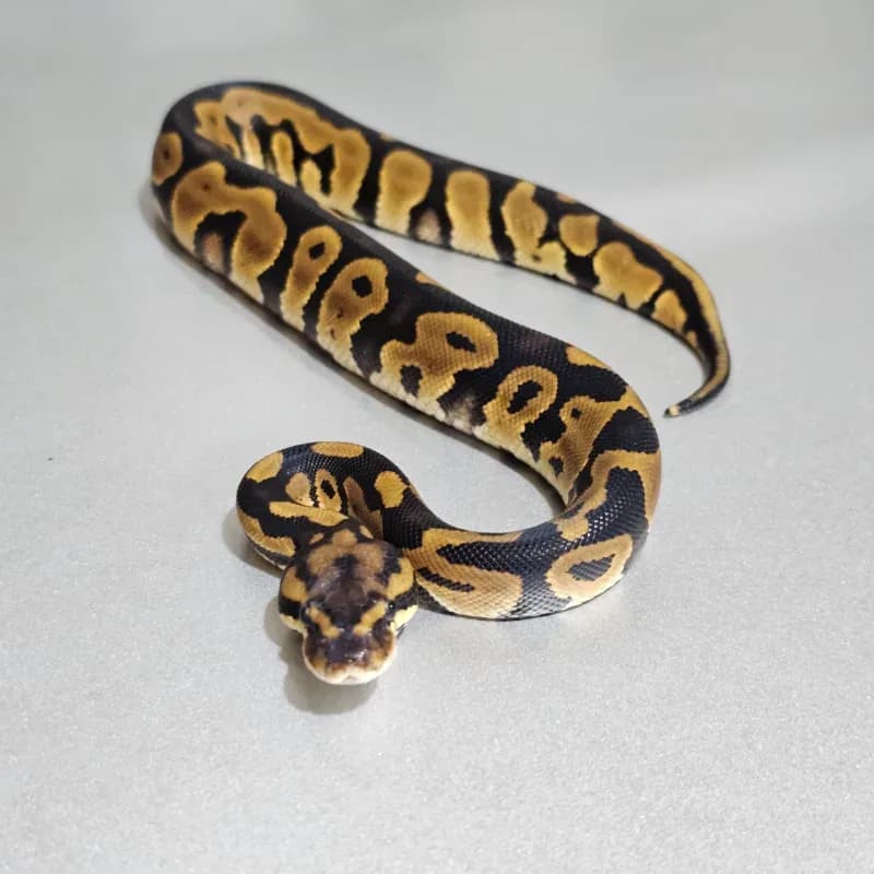 Leopard Yellowbelly Het Clown