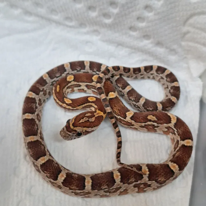 Normal Het Albino/Amelanistic Het Scaleless
