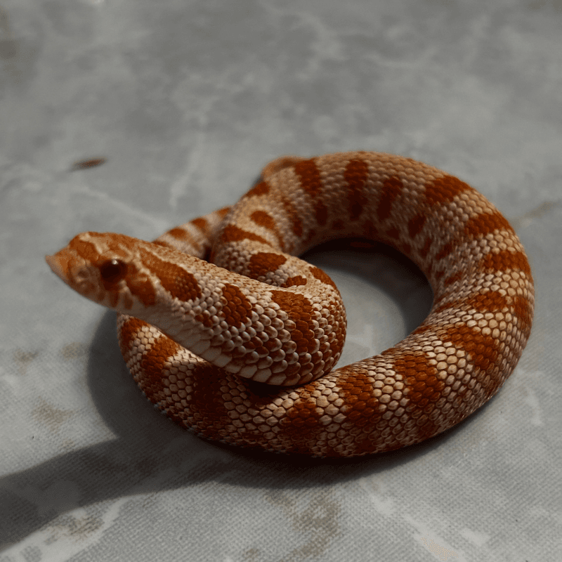 Anaconda Albino