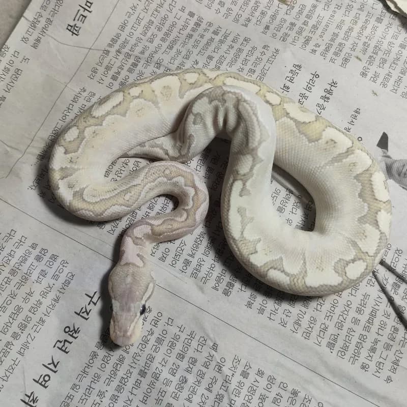 Hypo Bamboo Fire Pastel