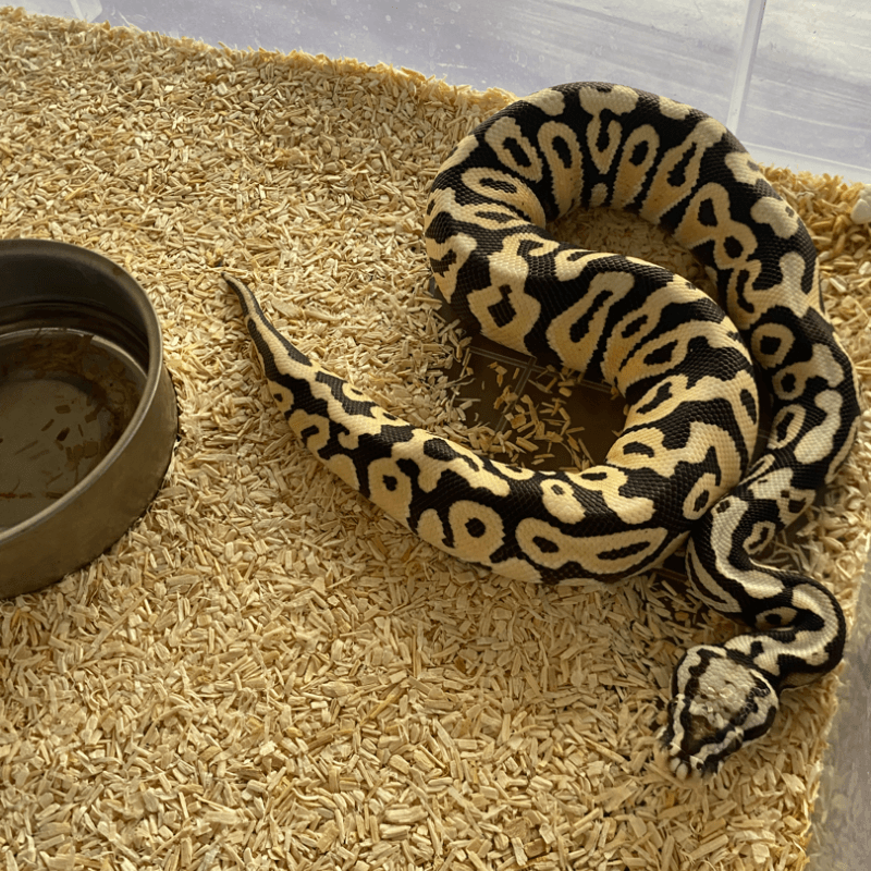 Pastel Spotnose Desert Ghost