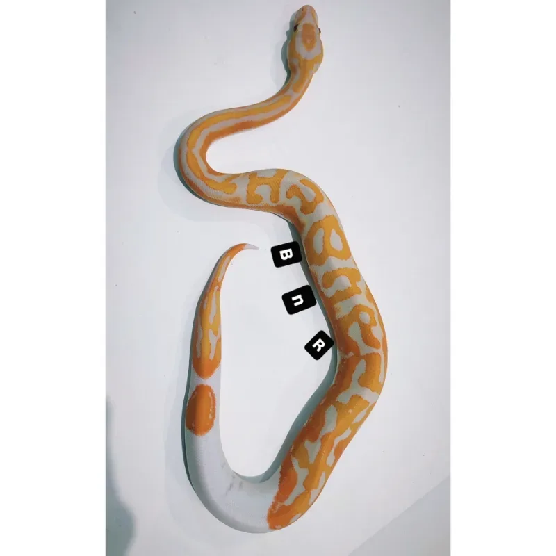 Lavender Albino Pied