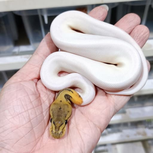 Pinstripe (possible Leopard) DG Pied