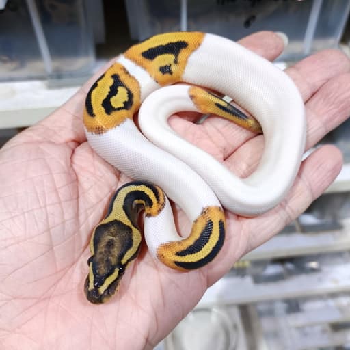 DG Pied