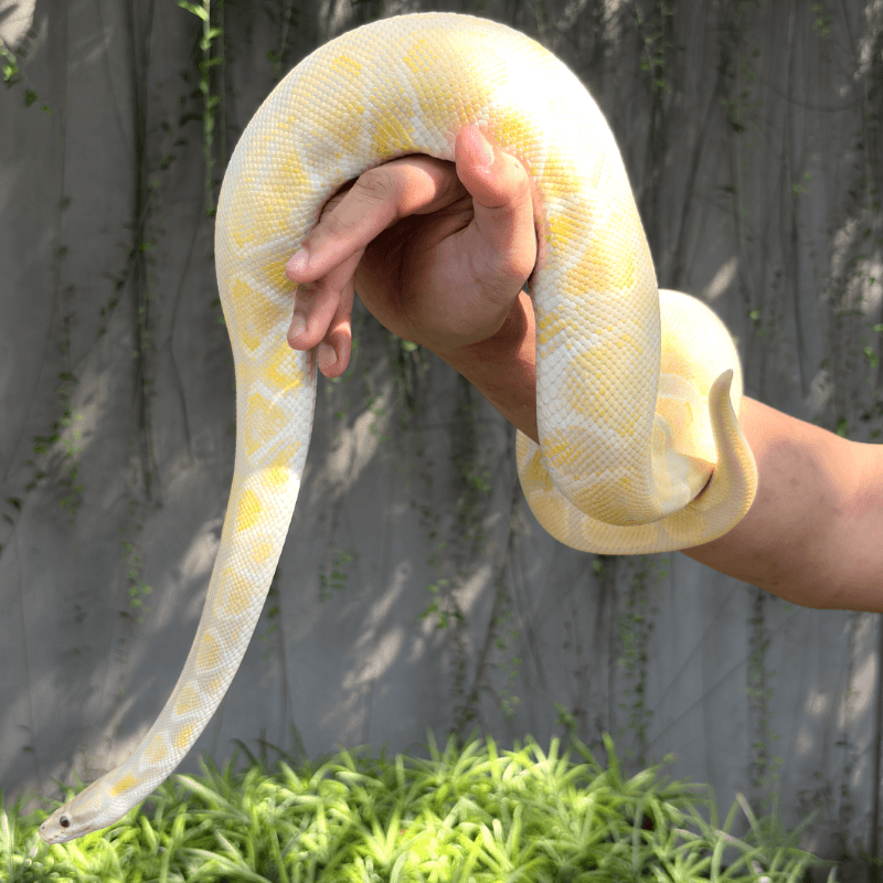 Mojave Lavender Albino