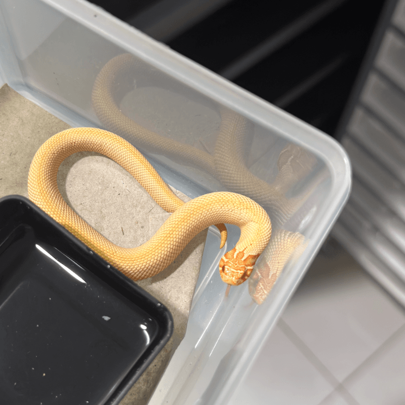 Super Anaconda Albino Het Toffeebelly Het Axanthic