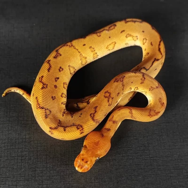 Yellowbelly Pinstripe Clown Spotnose