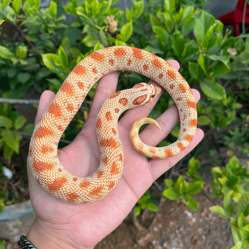 Anaconda Toffeebelly Albino
