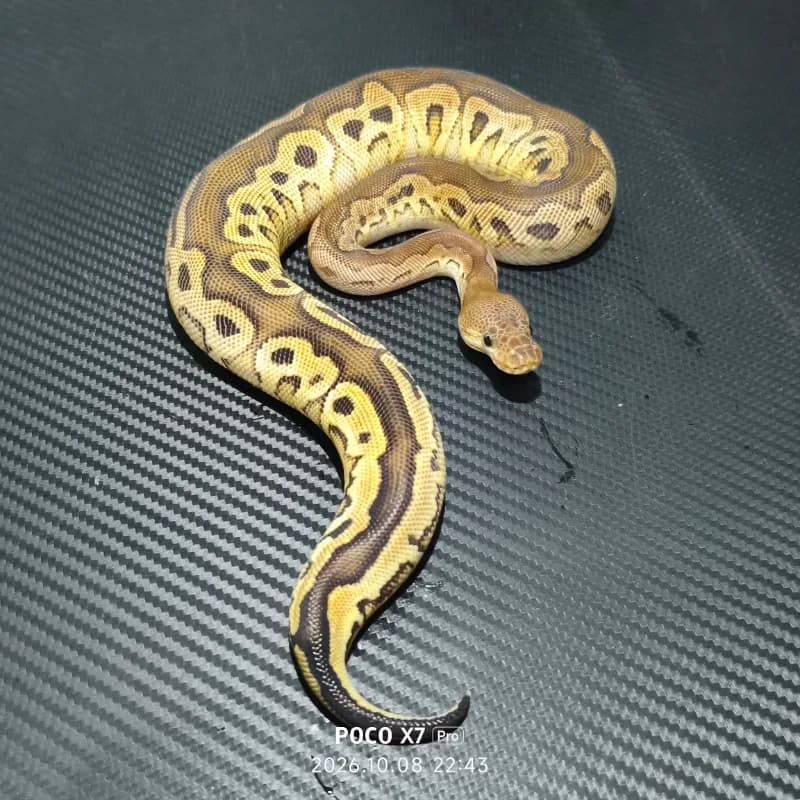 Cinnamon Red Stripe Clown Het Desert Ghost