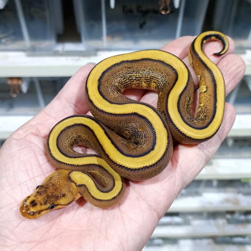 Cypress Redstripe YB het Clown 66% het DG