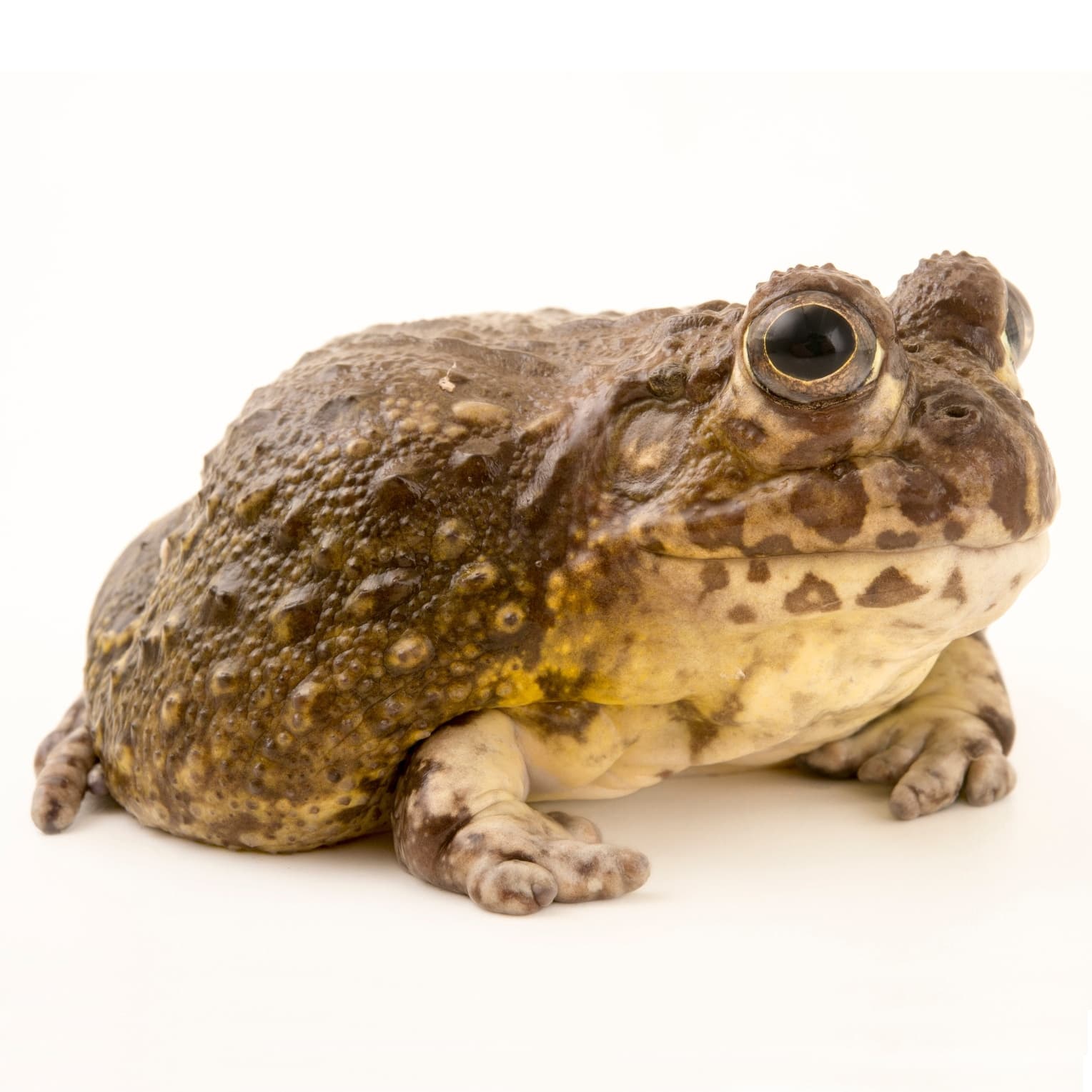 African Bullfrog