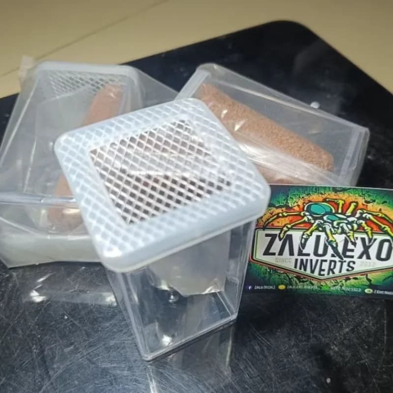 Kandang display tube sling mini tarantula arboreal kalajengking