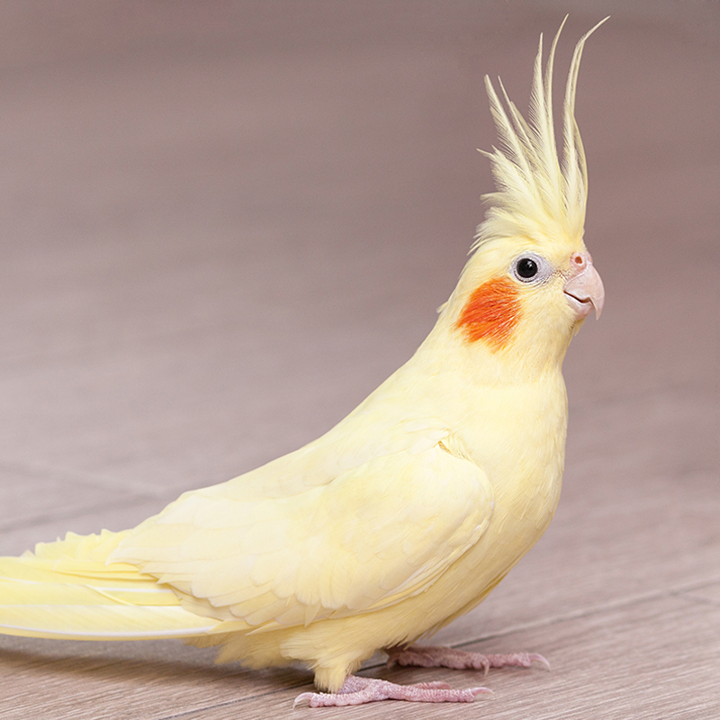 Cockatiel